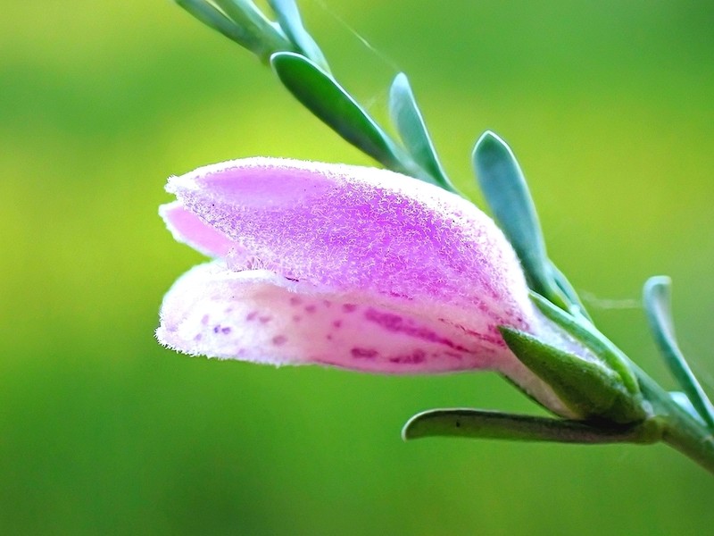 Eremophila divaricata subsp. divaricata photo 4
