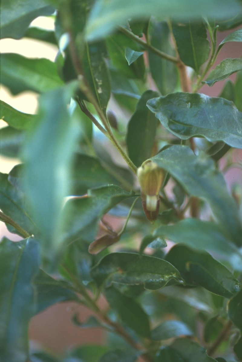 Eremophila ferricola