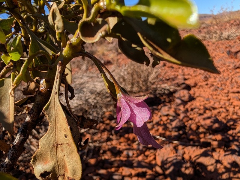 Eremophila flaccida subsp. flaccida