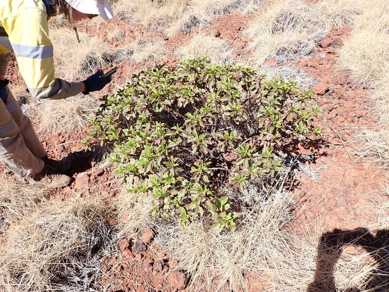 Eremophila flaccida subsp. flaccida photo 2