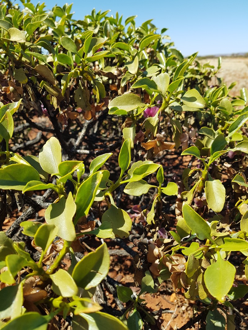 Eremophila flaccida subsp. flaccida photo 3