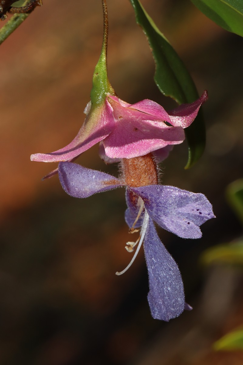 Eremophila flaccida subsp. flaccida photo 4