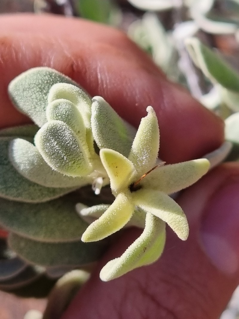 Eremophila forrestii subsp. forrestii