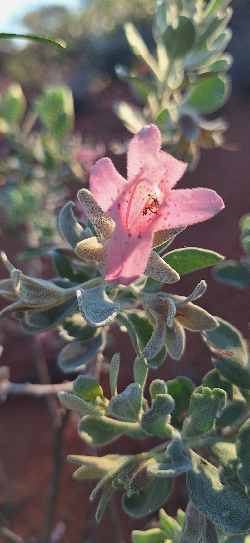 Eremophila forrestii subsp. forrestii photo 2