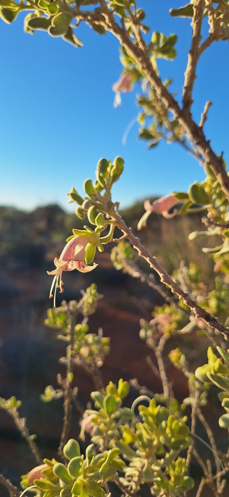 Eremophila forrestii subsp. forrestii photo 3