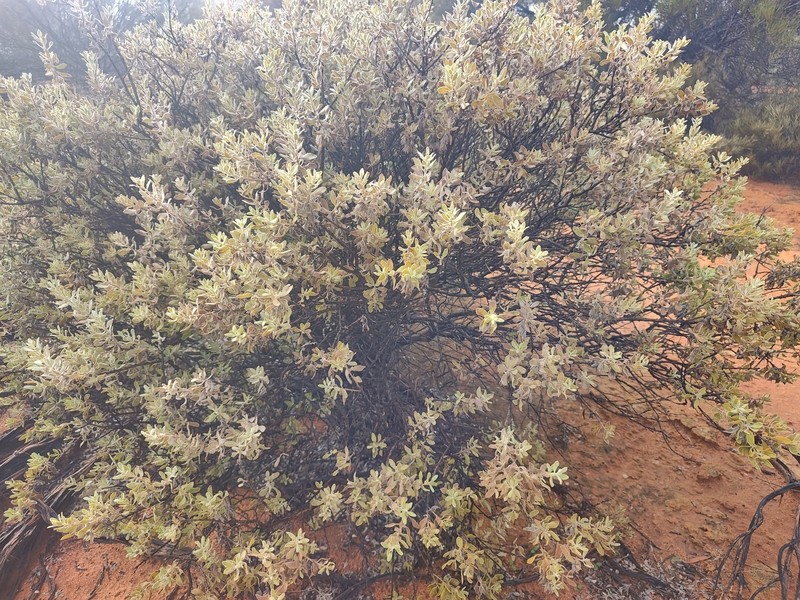 Eremophila forrestii subsp. forrestii photo 4