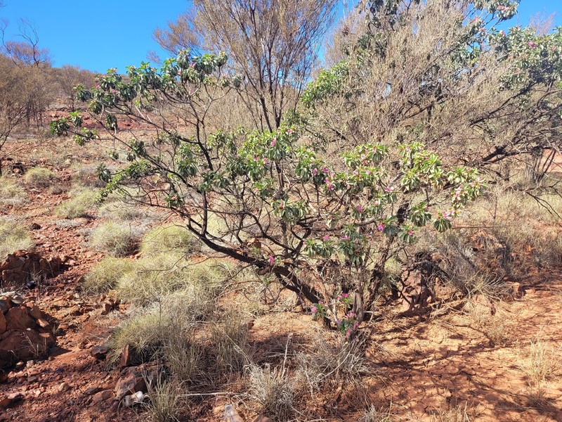 Eremophila fraseri subsp. fraseri