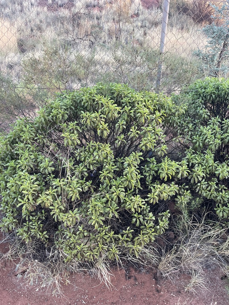 Eremophila fraseri subsp. fraseri photo 2