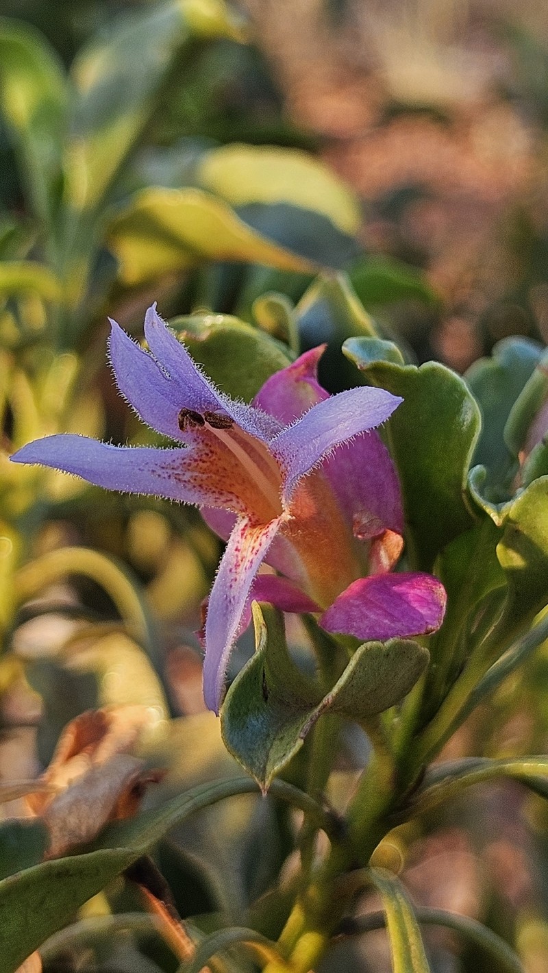 Eremophila fraseri subsp. fraseri photo 3