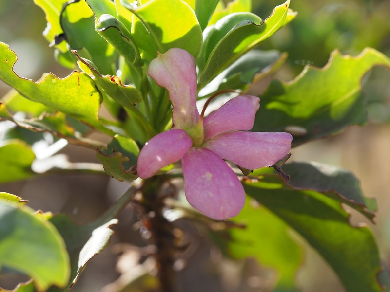 Eremophila fraseri subsp. fraseri photo 4
