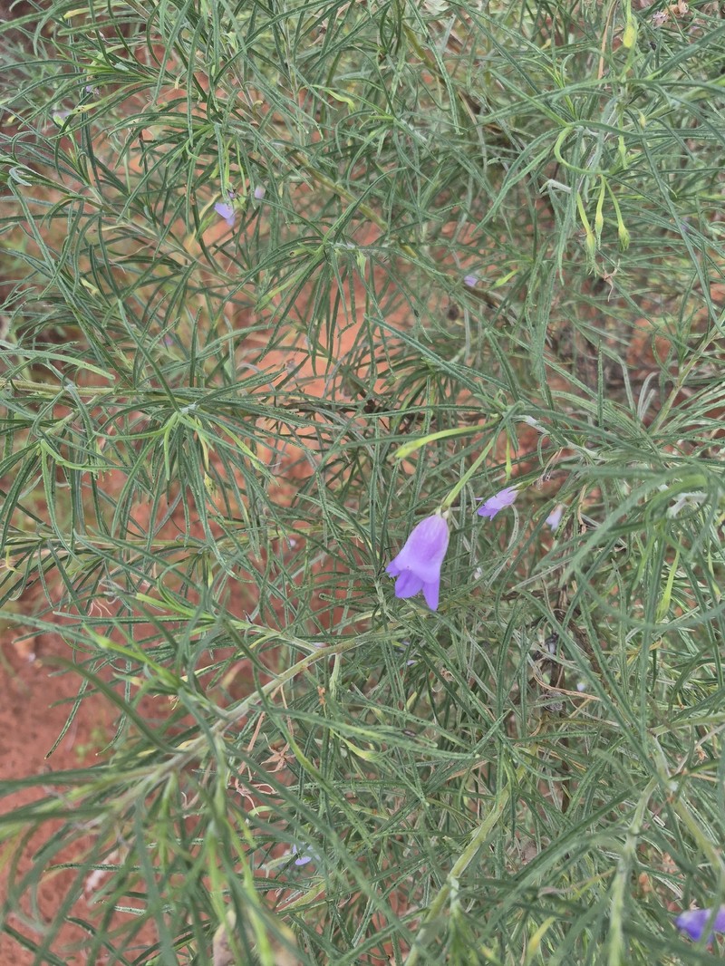 Eremophila gilesii subsp. gilesii