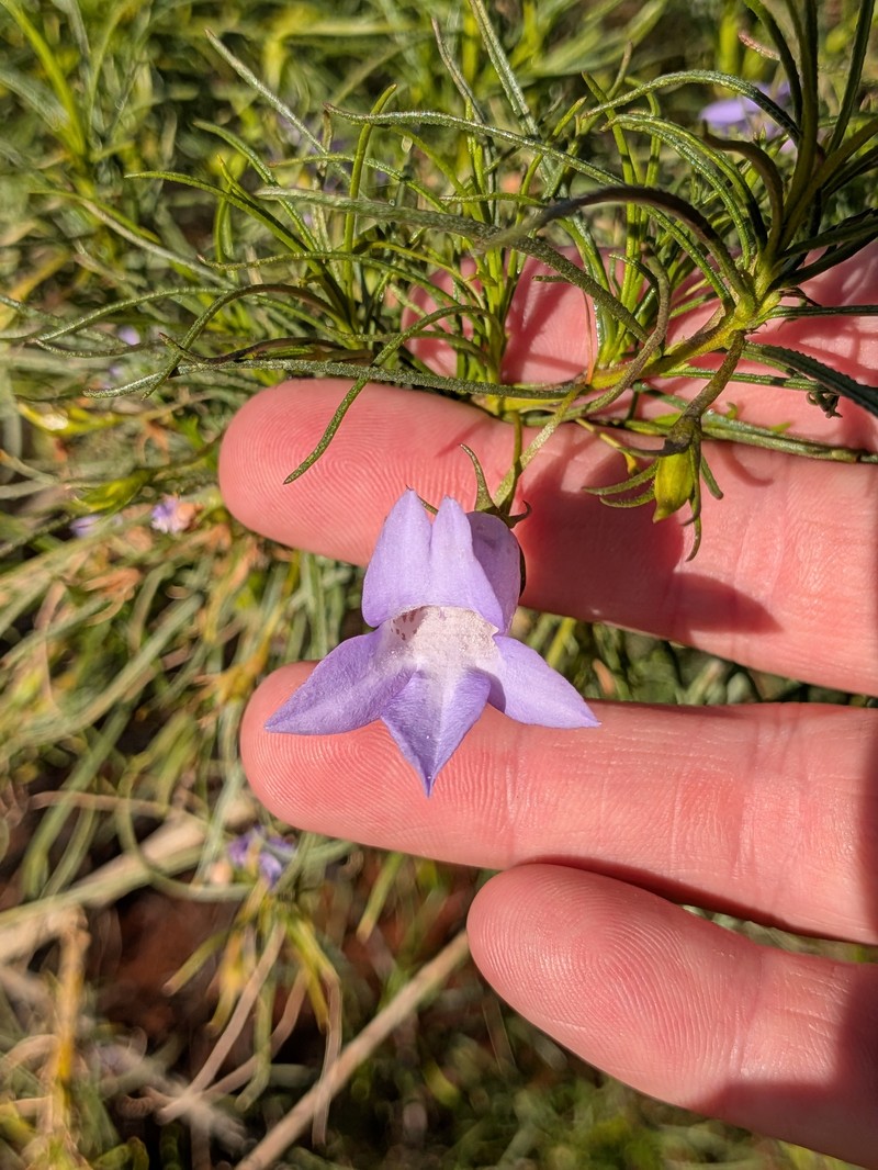 Eremophila gilesii subsp. gilesii photo 2