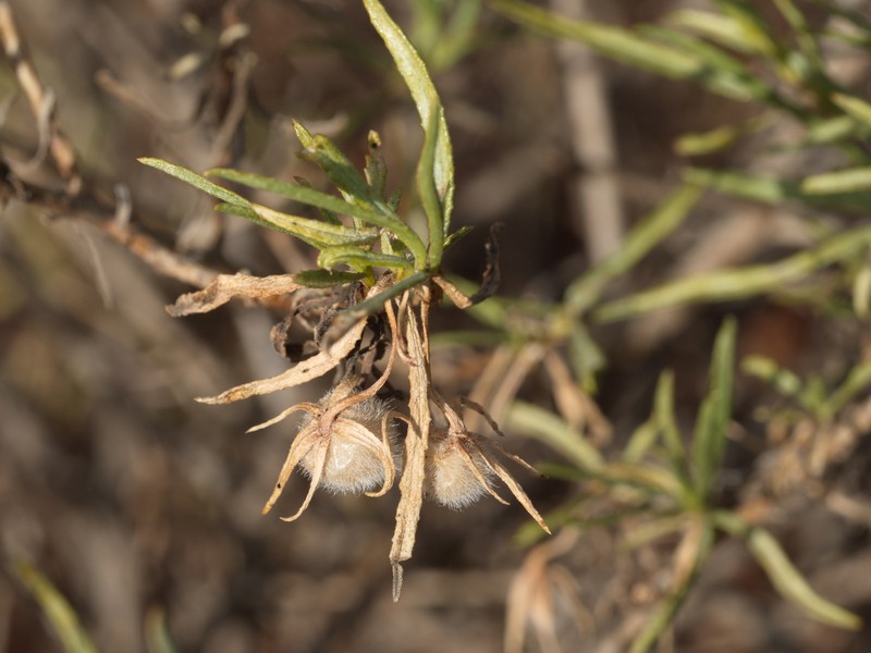 Eremophila gilesii subsp. gilesii photo 3