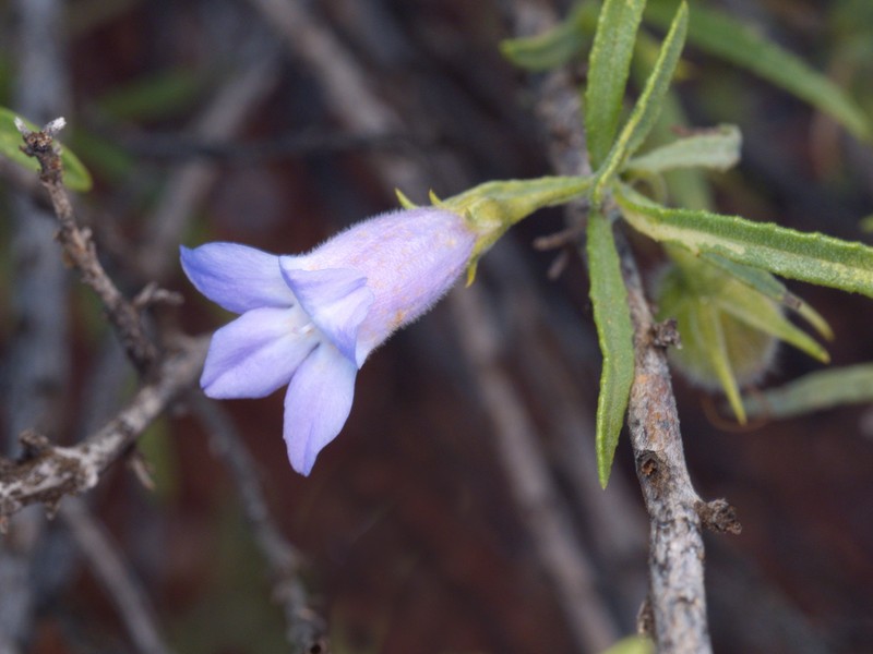 Eremophila gilesii subsp. gilesii photo 4