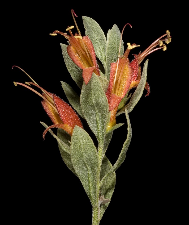 Eremophila glabra subsp. glabra