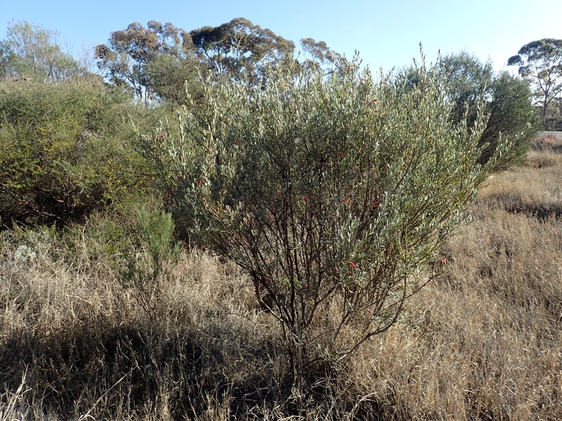 Eremophila glabra subsp. glabra photo 2