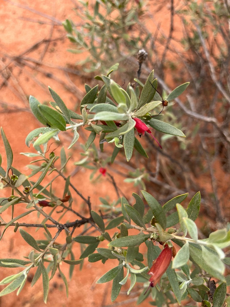 Eremophila glabra subsp. glabra photo 3