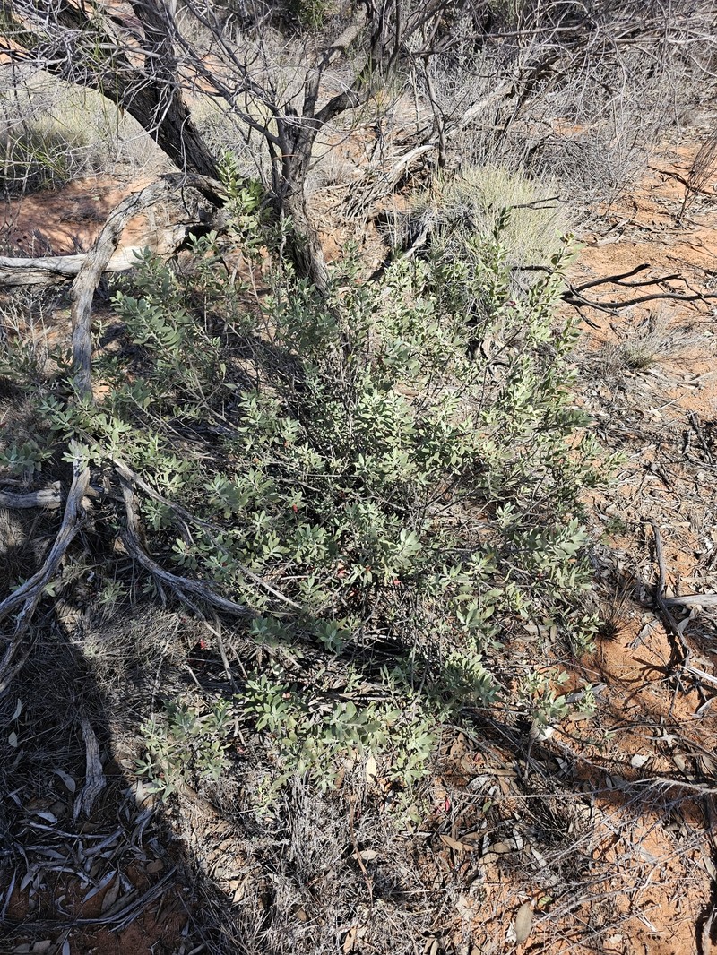 Eremophila glabra subsp. glabra photo 4