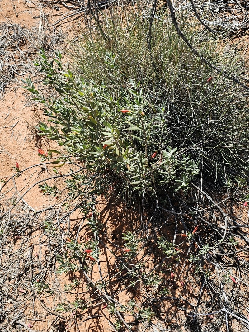 Eremophila glabra subsp. glabra photo 5