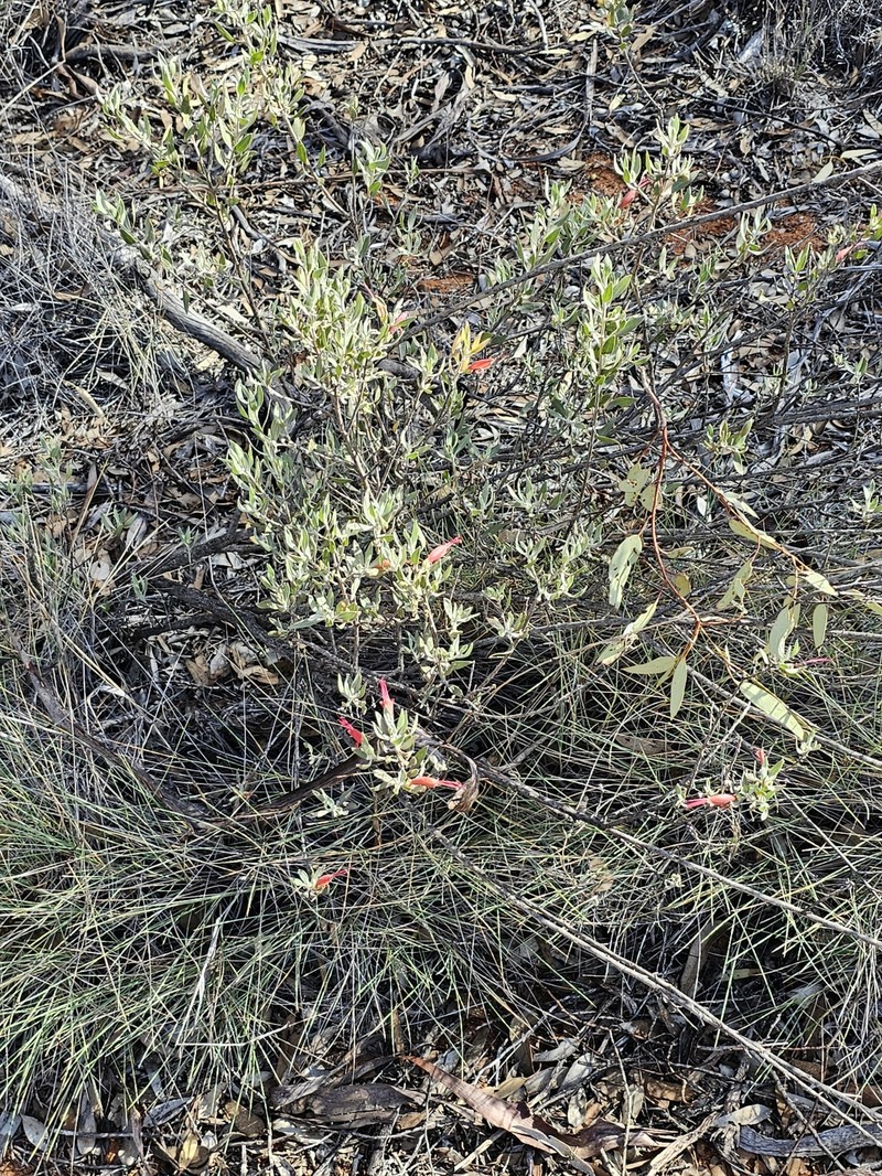 Eremophila glabra subsp. glabra photo 6
