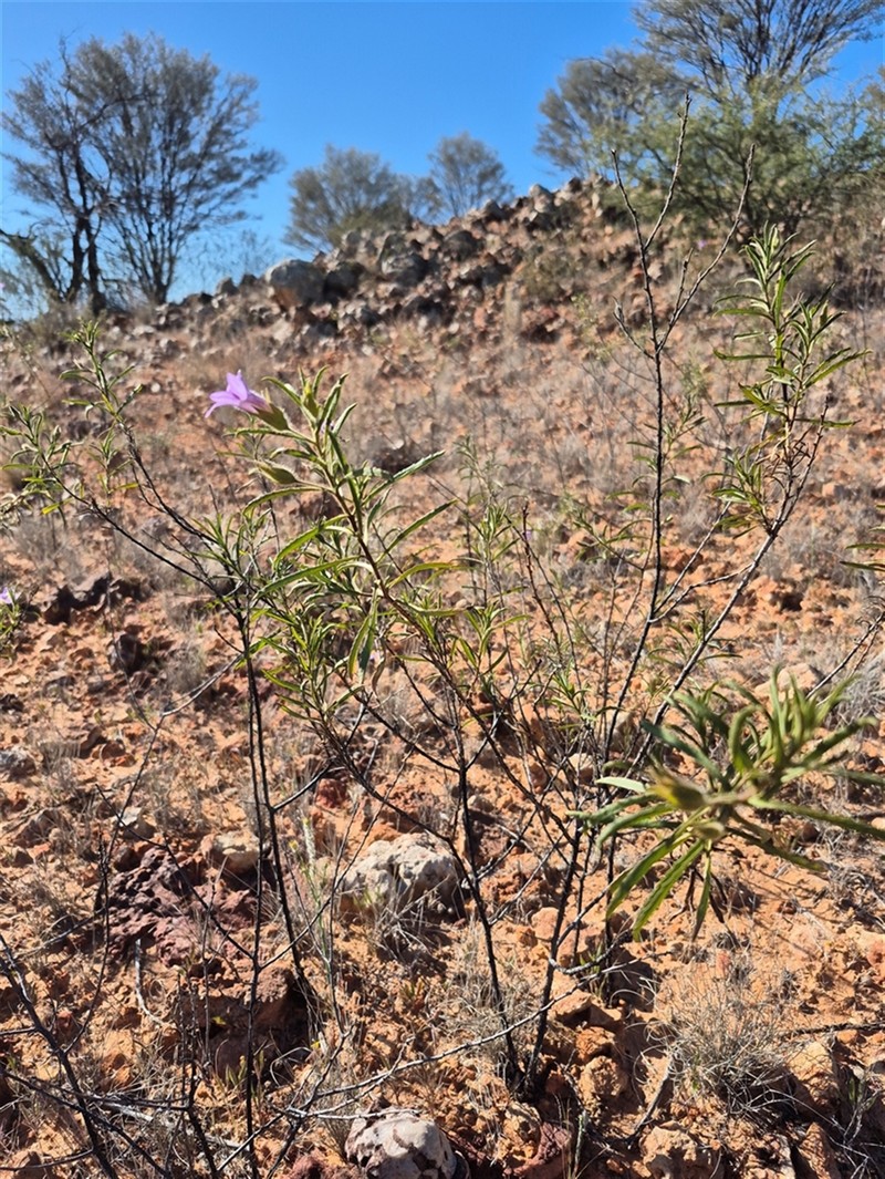 Eremophila goodwinii subsp. goodwinii