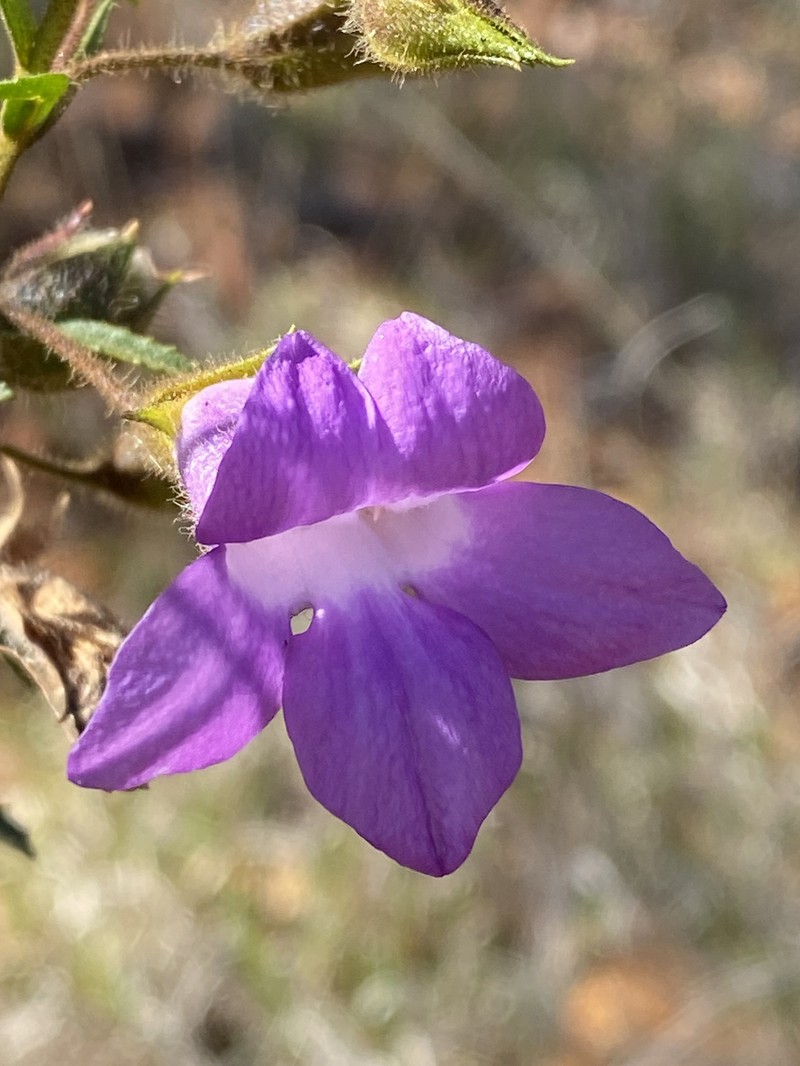 Eremophila goodwinii subsp. goodwinii photo 2
