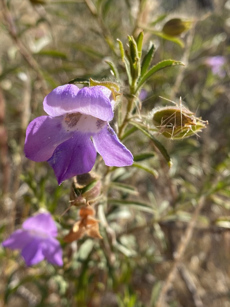 Eremophila goodwinii subsp. goodwinii photo 3
