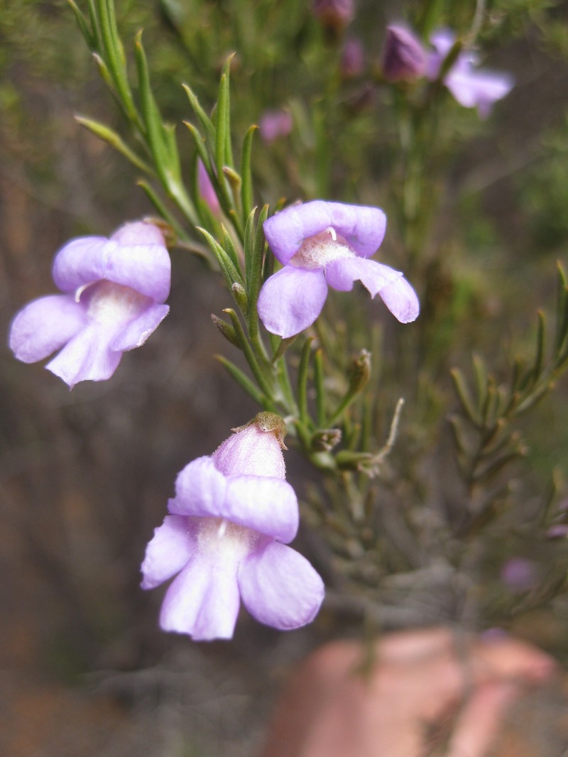 Eremophila hamulata