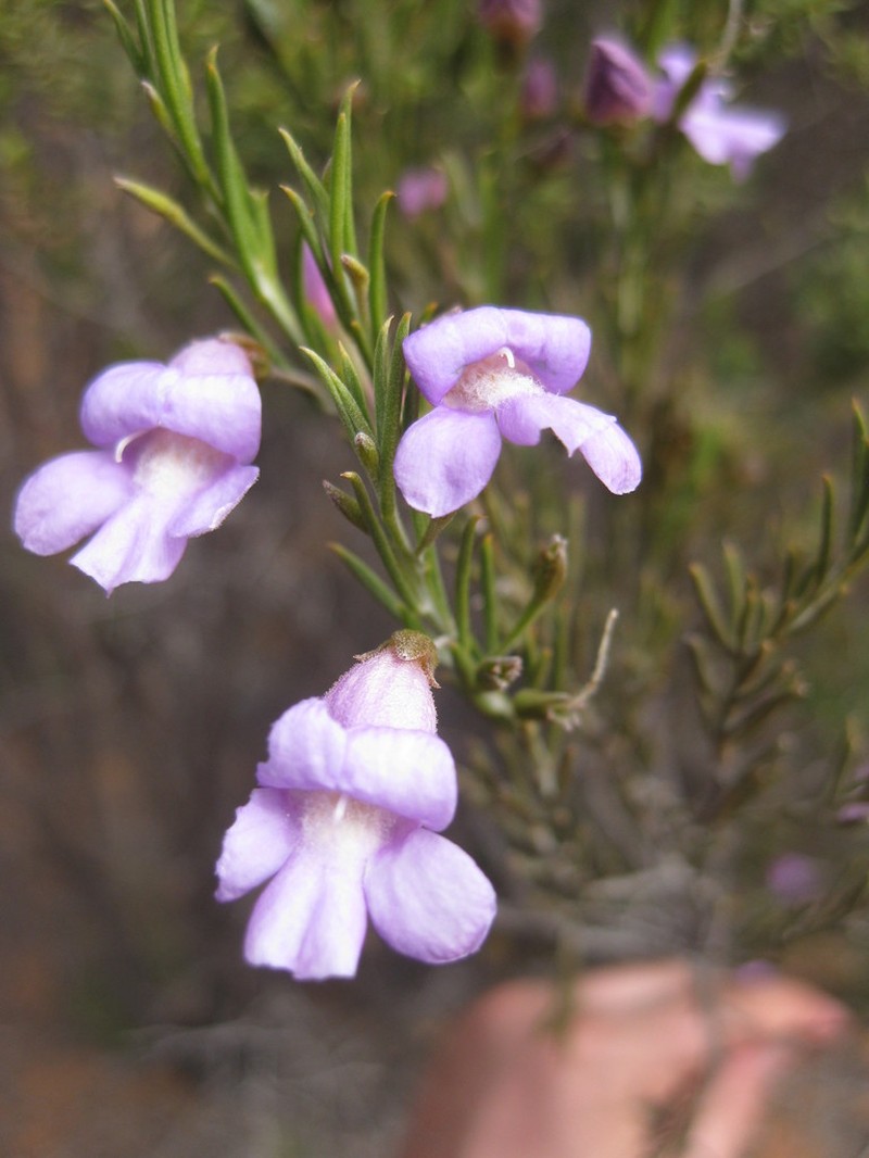 Eremophila hamulata photo 2