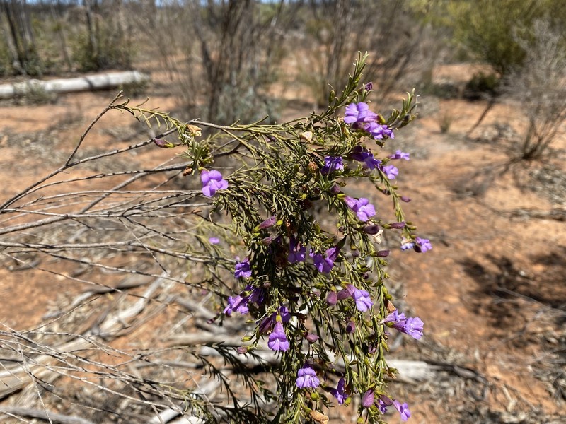Eremophila hamulata photo 4