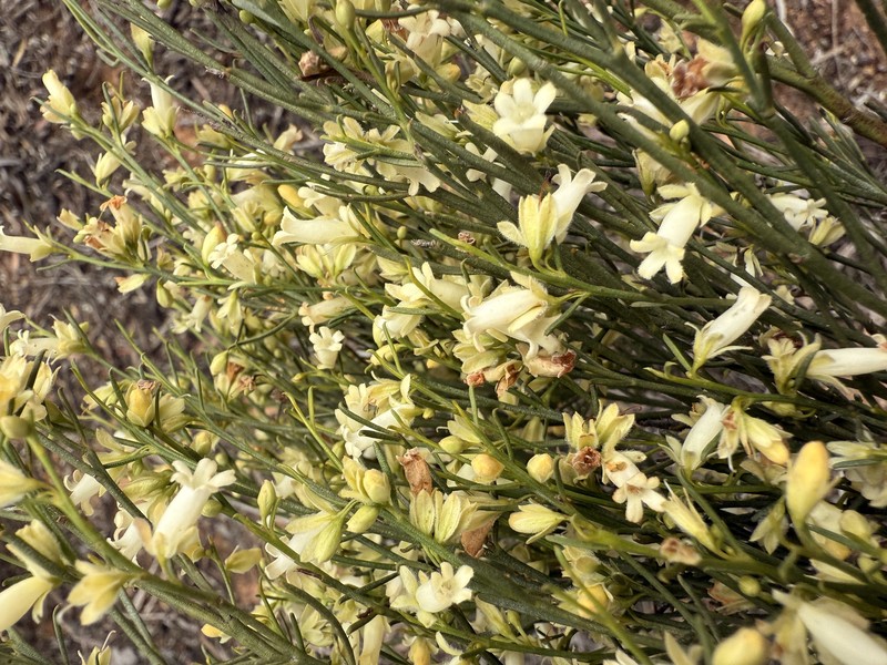 Eremophila interstans subsp. interstans