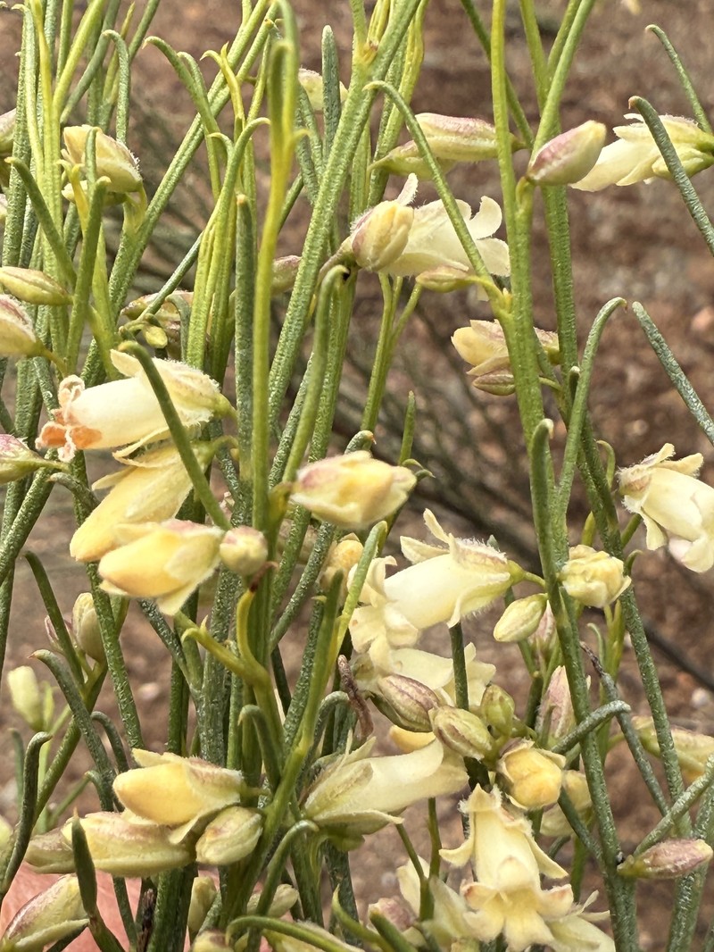 Eremophila interstans subsp. interstans photo 2