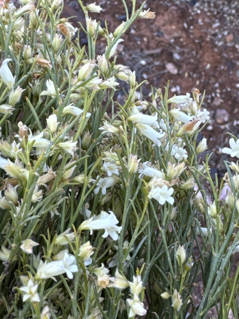 Eremophila interstans subsp. interstans photo 4