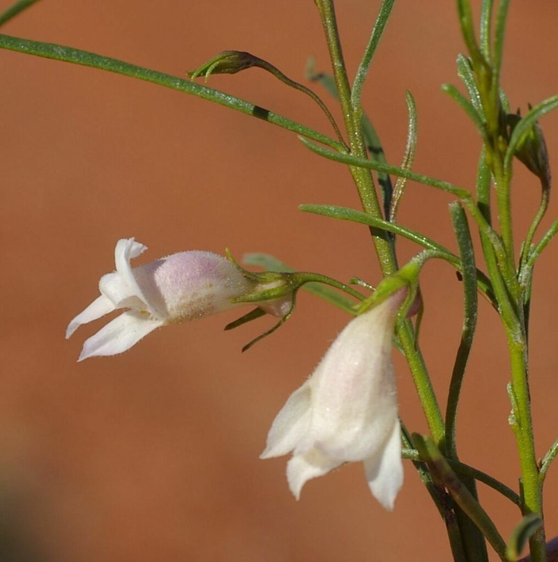 Eremophila jamesiorum