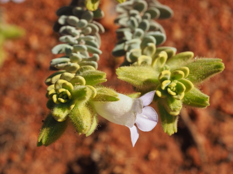 Eremophila jucunda subsp. jucunda