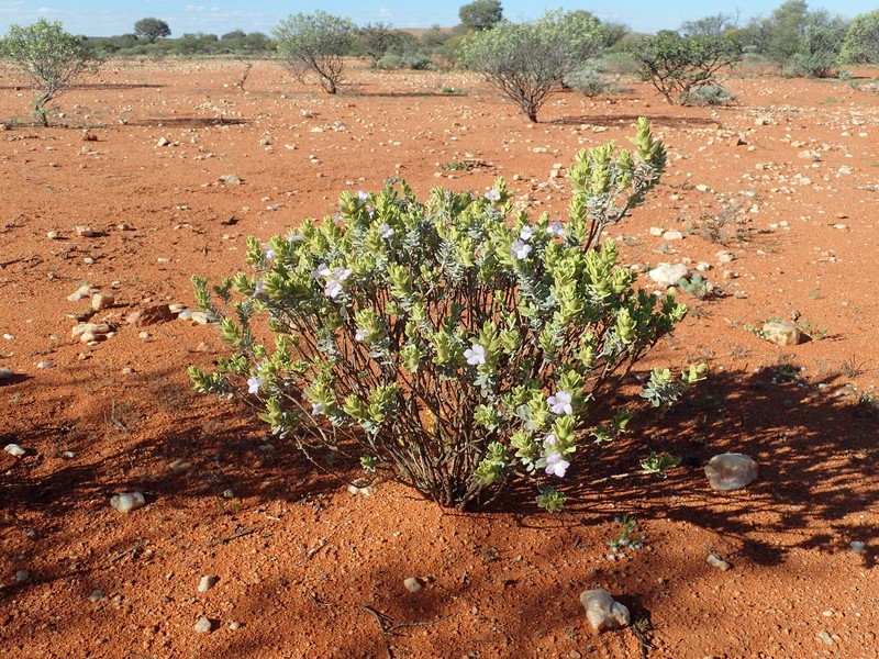 Eremophila jucunda subsp. jucunda photo 2