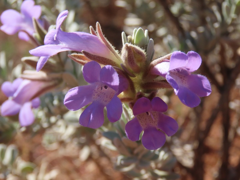 Eremophila jucunda subsp. jucunda photo 3