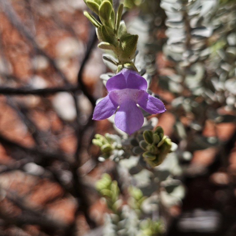 Eremophila jucunda subsp. jucunda photo 4