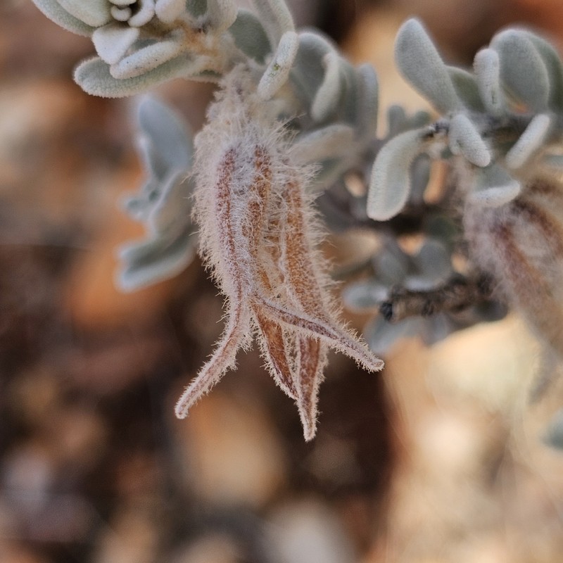 Eremophila jucunda subsp. jucunda photo 5