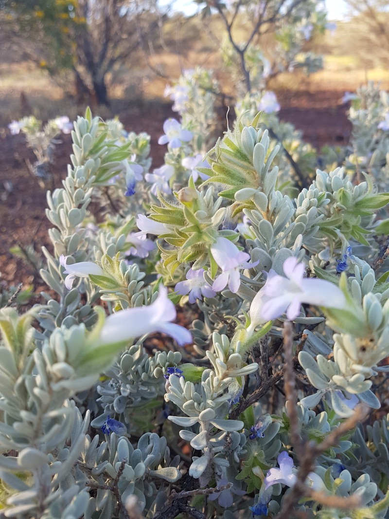 Eremophila jucunda subsp. jucunda photo 6