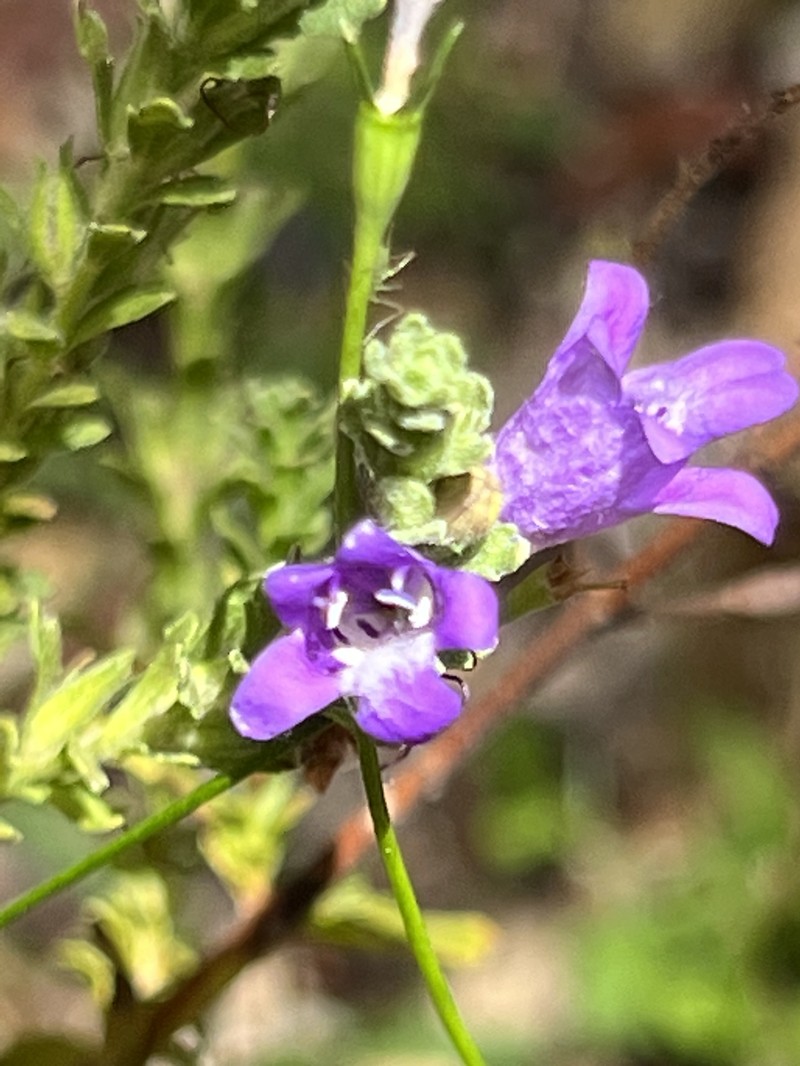 Eremophila koobabbiensis