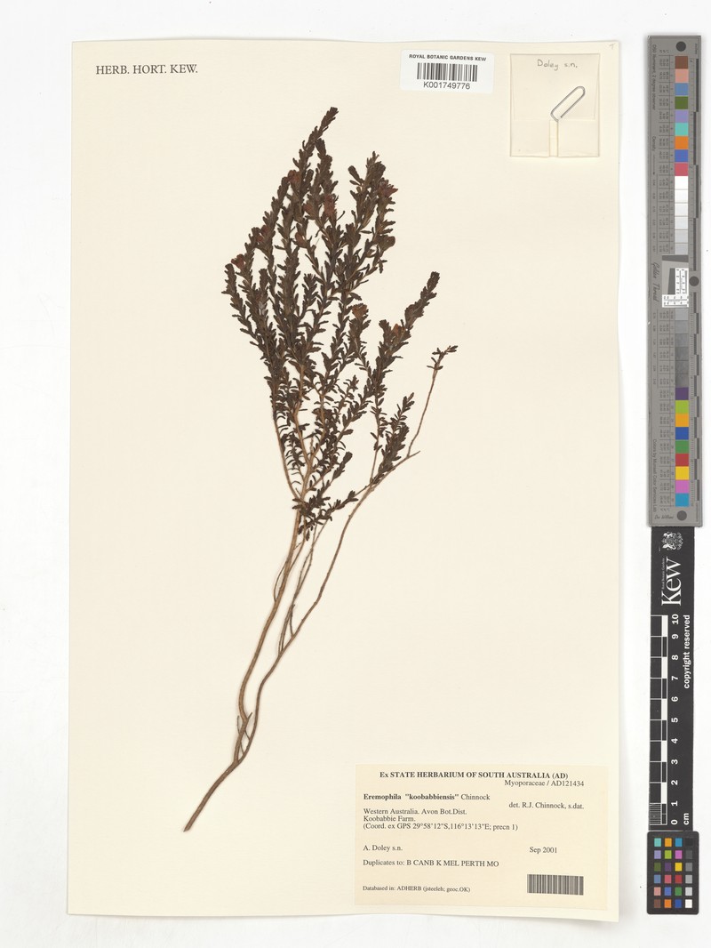 Eremophila koobabbiensis photo 2
