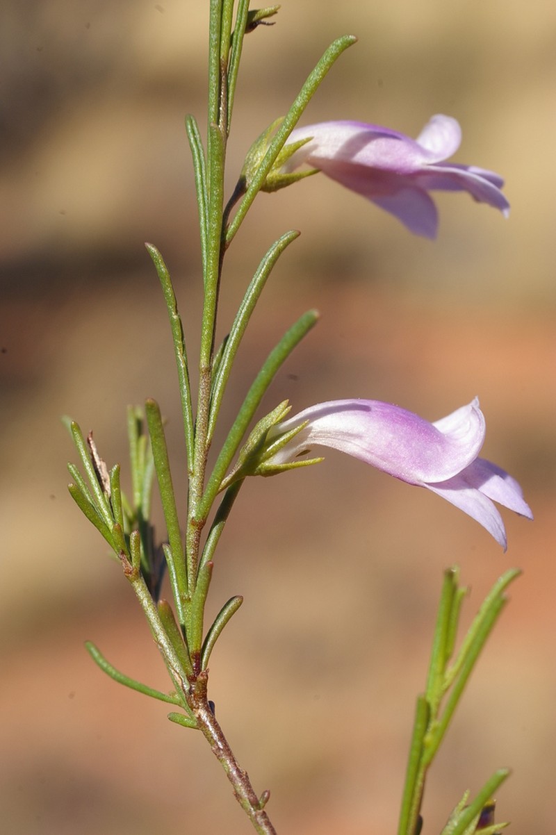 Eremophila laccata