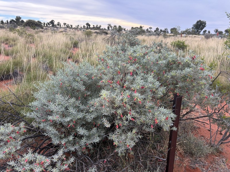 Eremophila latrobei subsp. latrobei