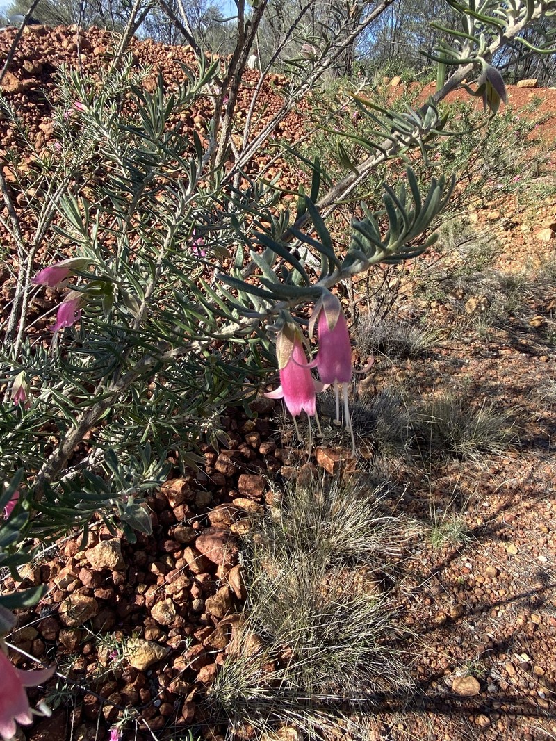Eremophila latrobei subsp. latrobei photo 2