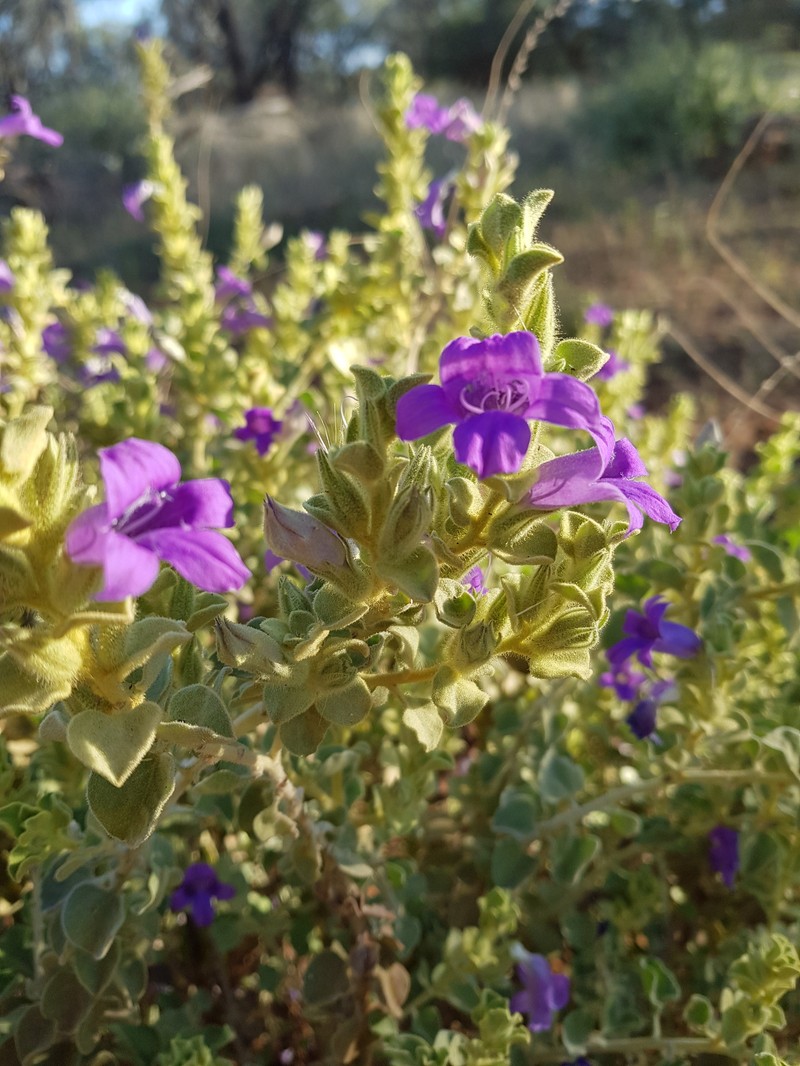 Eremophila mackinlayi subsp. mackinlayi