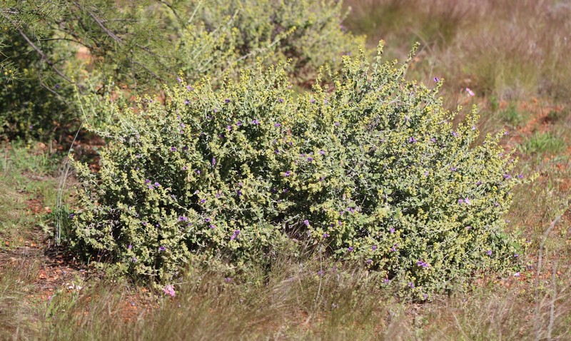 Eremophila mackinlayi subsp. mackinlayi photo 3