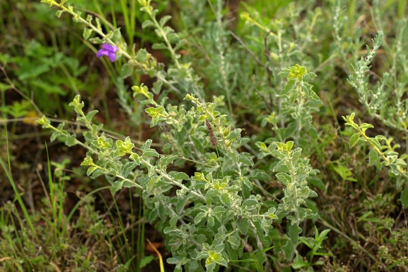 Eremophila mackinlayi subsp. mackinlayi photo 4