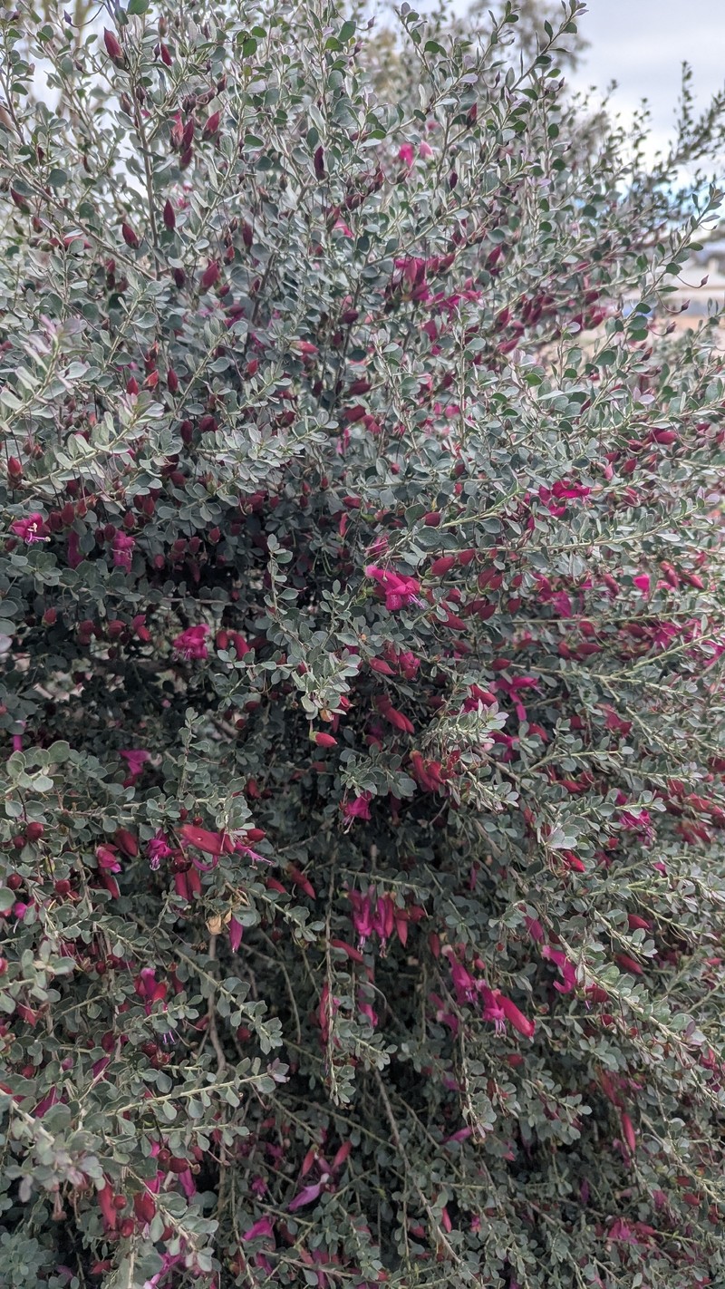 Eremophila maculata subsp. maculata