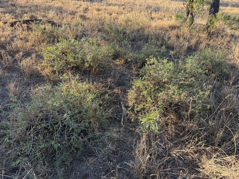 Eremophila maculata subsp. maculata photo 2